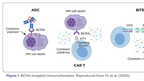 Bridging Innovation in Multiple Myeloma Care: A Review of Novel Therapies