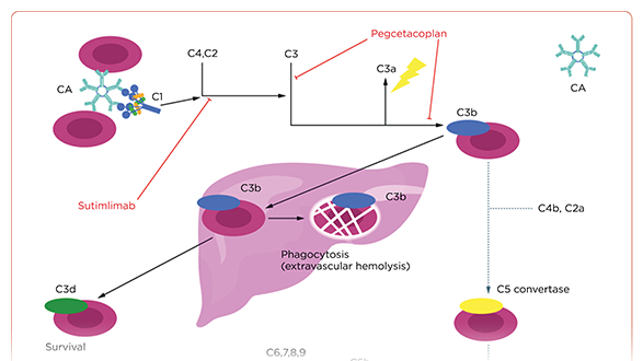 Sutimlimab for Cold Agglutinin Disease